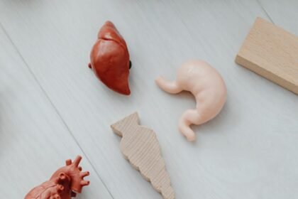 Models of Organs