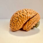 human brain figurine