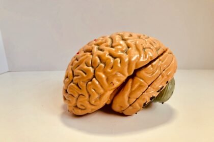 human brain figurine