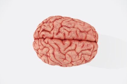 a close up of a human brain on a white background