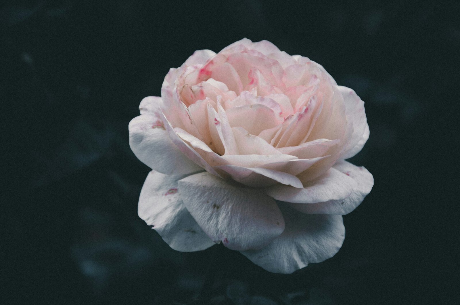 white and pink bloomed flower