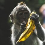 monkey holding banana peel during daytime